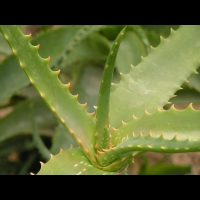 Aloe Camperi (f. Undulata) (fam Asphodelacees) (Afrique tropicale) (03)